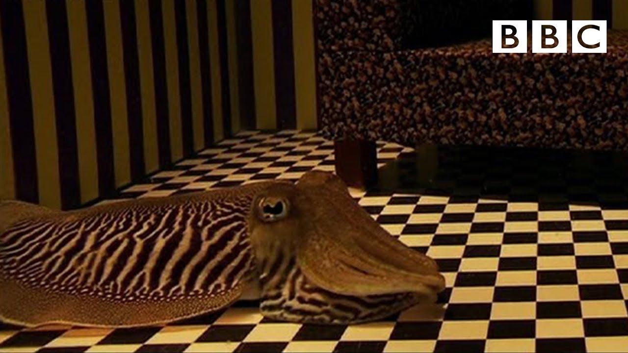 cuttlefish-camouflage-bbc